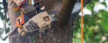 How Our Tree Care Process Works  in  Evans City, PA